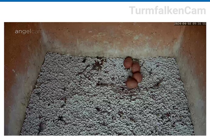 Screenshot_20240418-093215~2