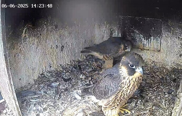 Screenshot_2025-06-06-15-18-20-342_com.android.chrome