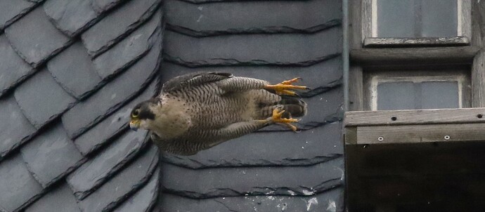 Wanda Dienstag Abflug 1