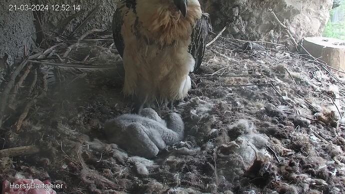 SnapShot-20240321_125220