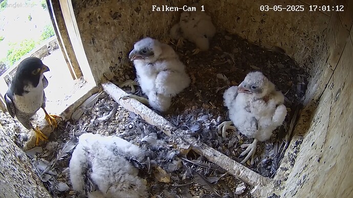 Falco im Brutkasten