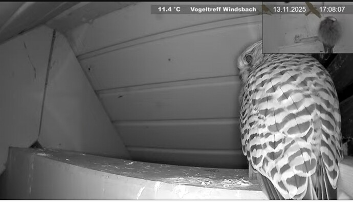 Screenshot_20251113_170828_Firefox