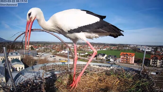 2023-03-22 08_20_28-LIVE Storchennest Freilassing - YouTube und 2 weitere Seiten - Persönlich – Micr