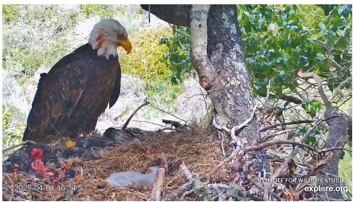 Screenshot 2025-04-02 121728