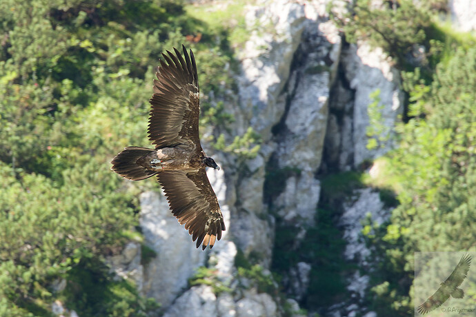 IMG_5937_DxO_DxO