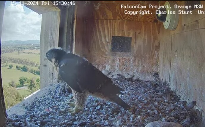 Screenshot_20241115_053108_Chrome