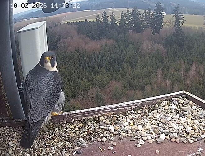 Screenshot_20260210_143308_Chrome