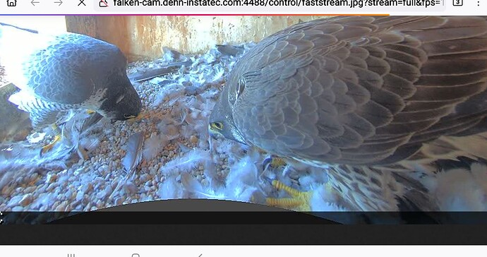 Screenshot_20250512-091302_Firefox