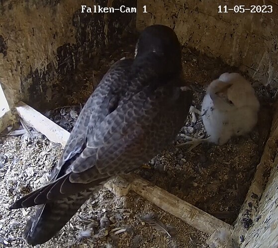 2023-05-11 14_52_07-Clipboard