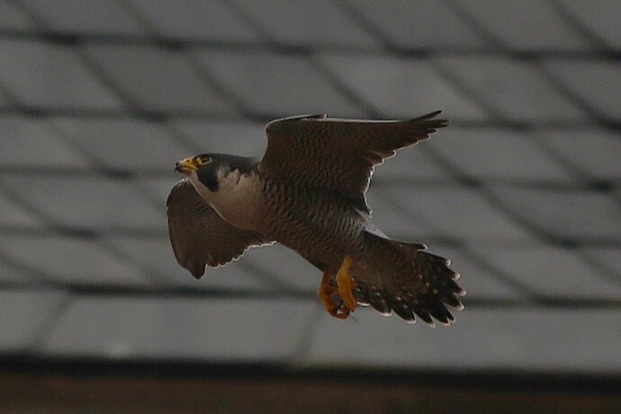 Falco Landeanflug