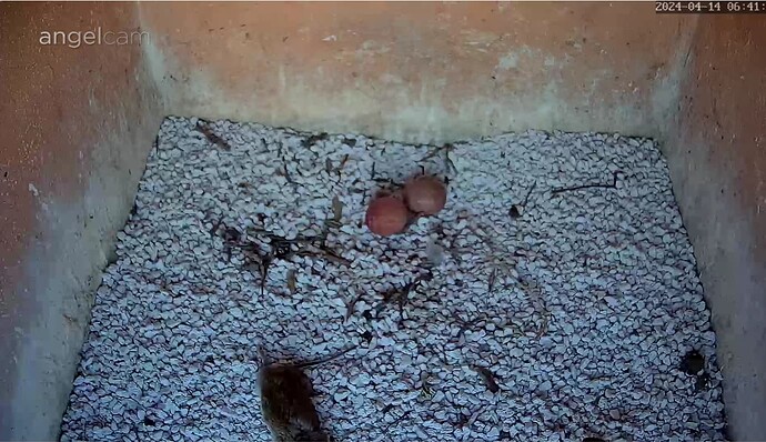 Screenshot_20240414-064134~2