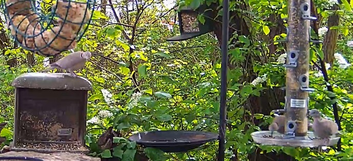 Türkentauben 3 07.04.24