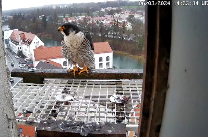 Screenshot_20240306_142254_Samsung Internet