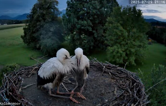 Screenshot_2025-07-29-21-48-16-897_com.google.android.youtube