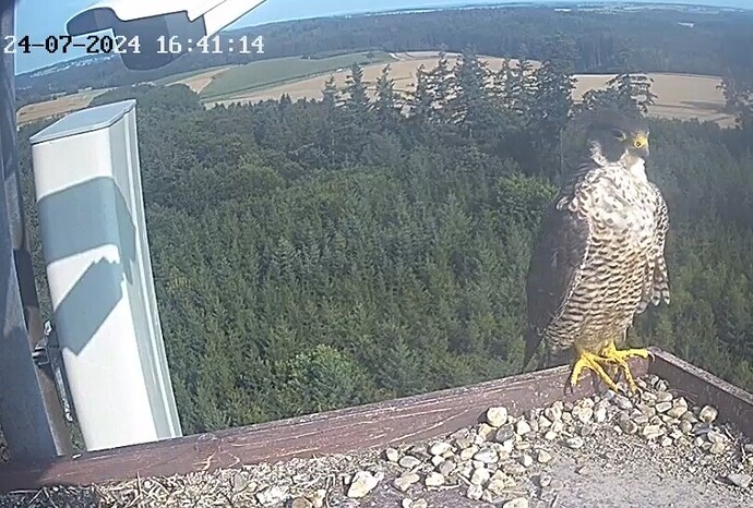 Screenshot_20240724_174007_Chrome