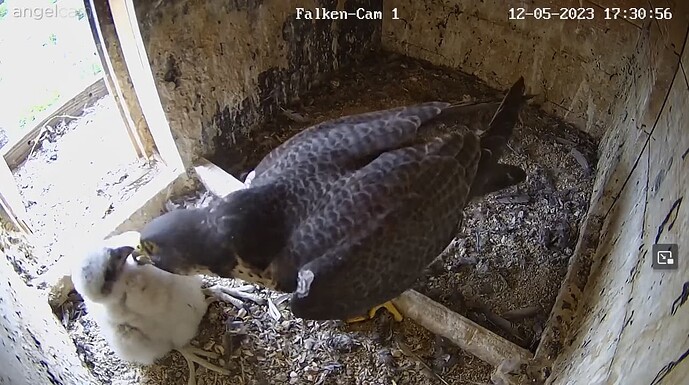 2023-05-12 17_31_28-Clipboard