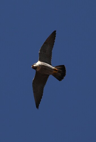 Falco Spähflug 2