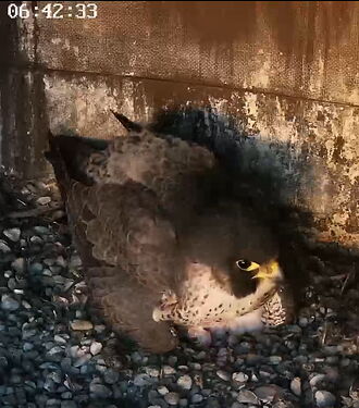 Snap_2024.04.05_06h43m02s_001_