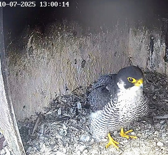 Screenshot_2025-07-10-13-54-48-913_com.android.chrome