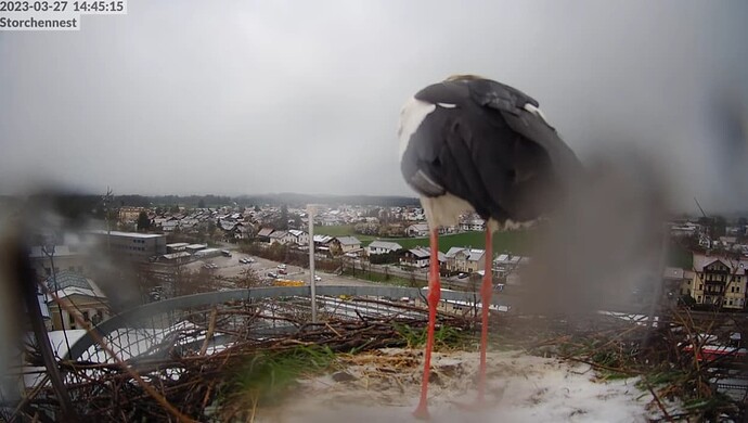 2023-03-27 14_45_55-LIVE Storchennest Freilassing - YouTube und 8 weitere Seiten - Persönlich – Micr