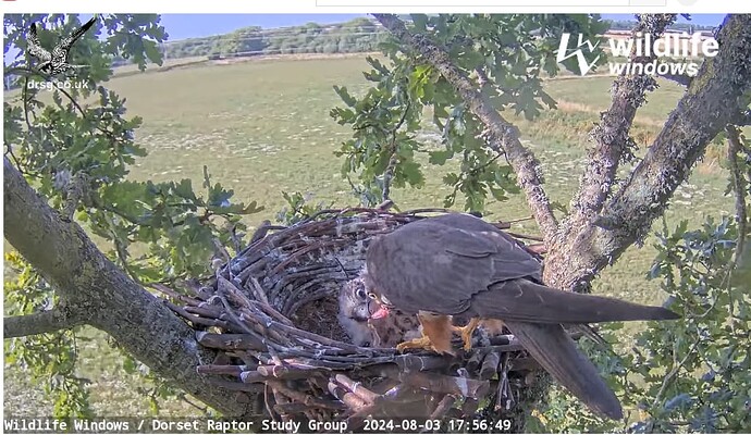 Screenshot 2024-08-03 212546