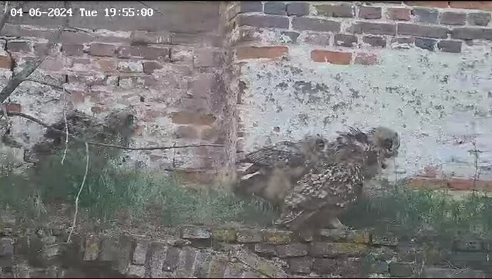 Screenshot_20240604_235359_Opera