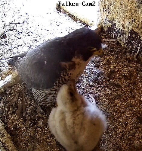 Screenshot_20230511-065101-02