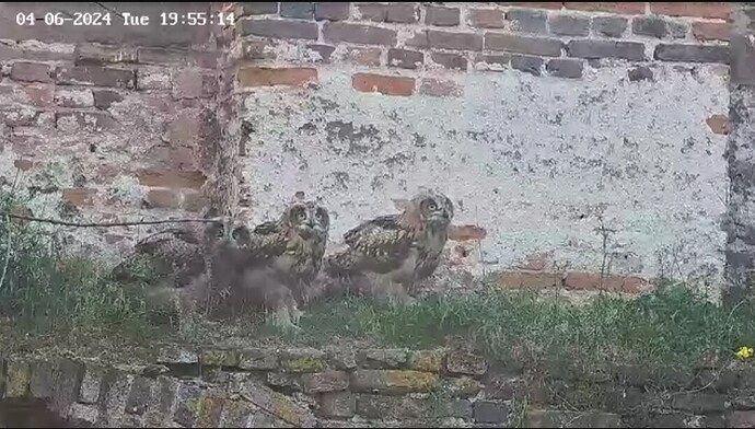 Screenshot_20240604_235413_Opera