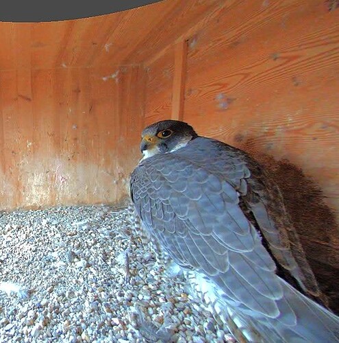 Screenshot_2026-02-04-16-43-31-816_com.android.chrome