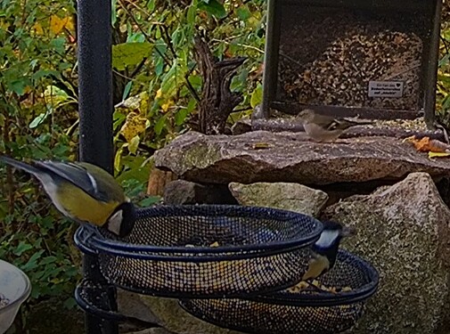 Buchfinkdame u. Kohlis 28.10.24