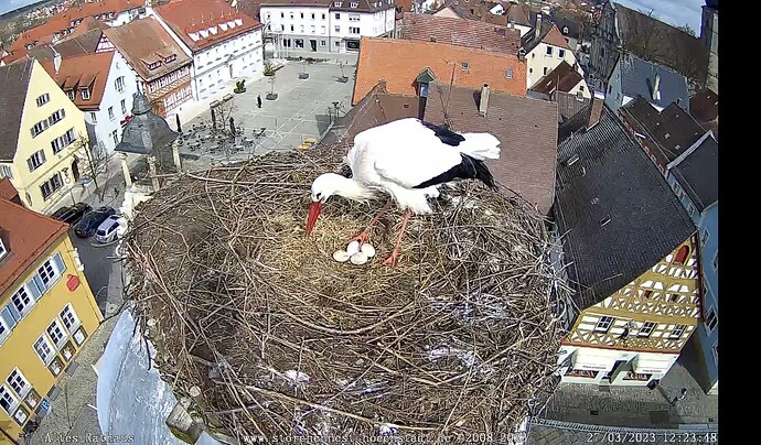 Bild