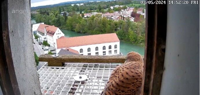 Screenshot_20240503_145239_Chrome