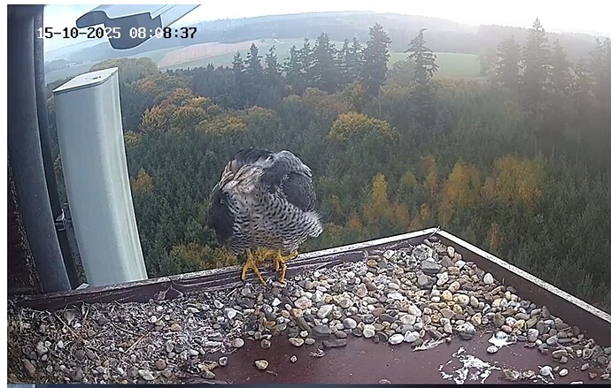 Capture+_2025-10-15-08-08-47(1)