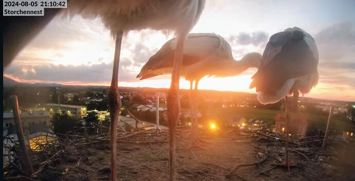 Screenshot_2024-08-05-21-11-18-425_com.google.android.youtube