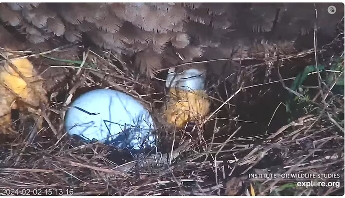 Screenshot 2024-02-03 121035