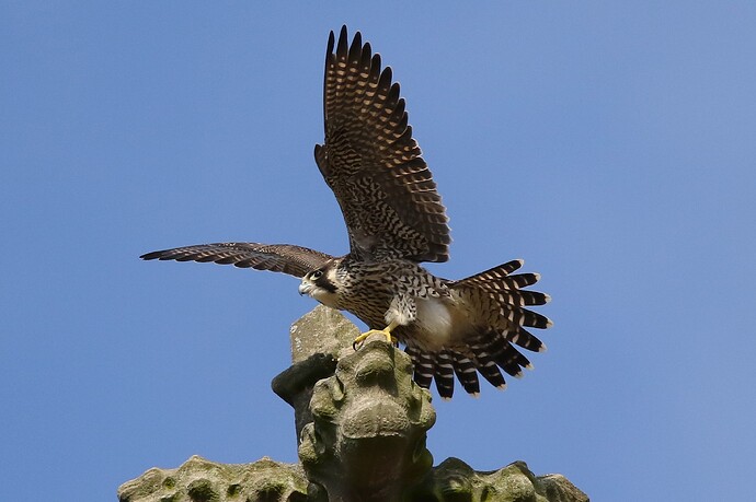 Jungfalke 8