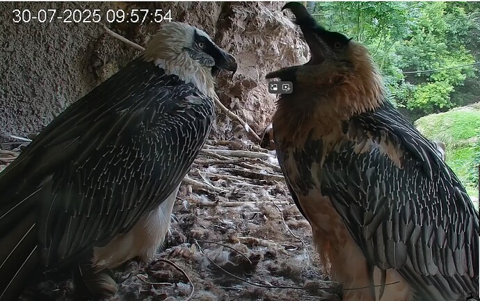 Mascha gähnt 30.07.25