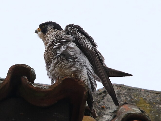 Falco plustert sich