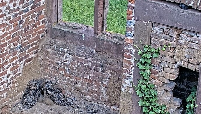 Screenshot 2025-06-08 184039