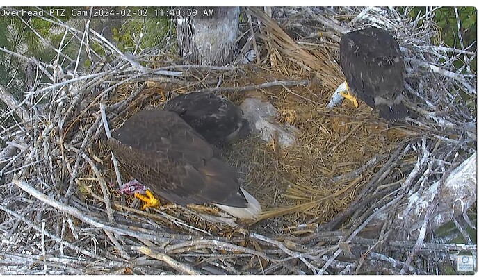 Screenshot 2024-02-02 190325