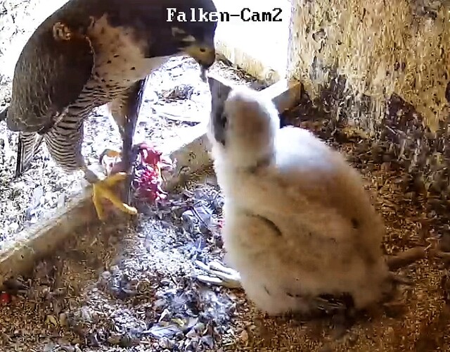 Screenshot_20230514-152716-01