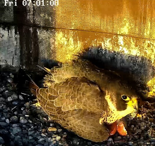 Screenshot_2024-04-05-07-01-25-037_com.android.chrome