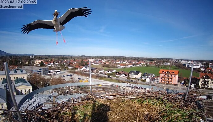 2023-03-17 09_27_13-LIVE Storchennest Freilassing - YouTube und 2 weitere Seiten - Persönlich – Micr