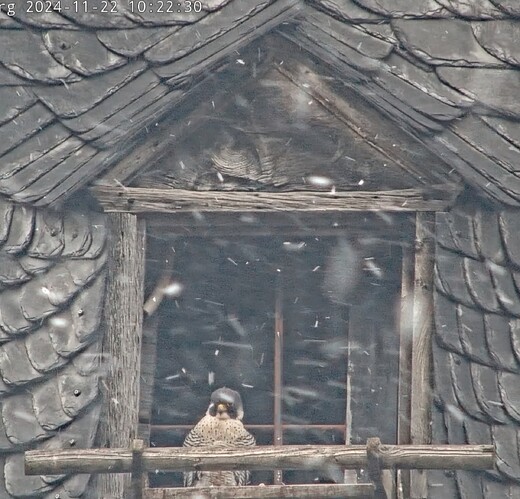 Screenshot_20241122_102115_Chrome