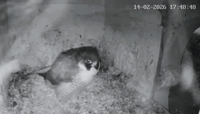 Screenshot_2026-02-14-17-48-55-470_com.google.android.youtube~2