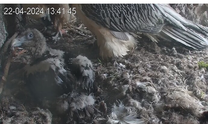 Die Eltern wollen beide füttern 22.04.24