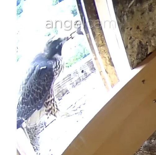 Screenshot_20230606-183106~2