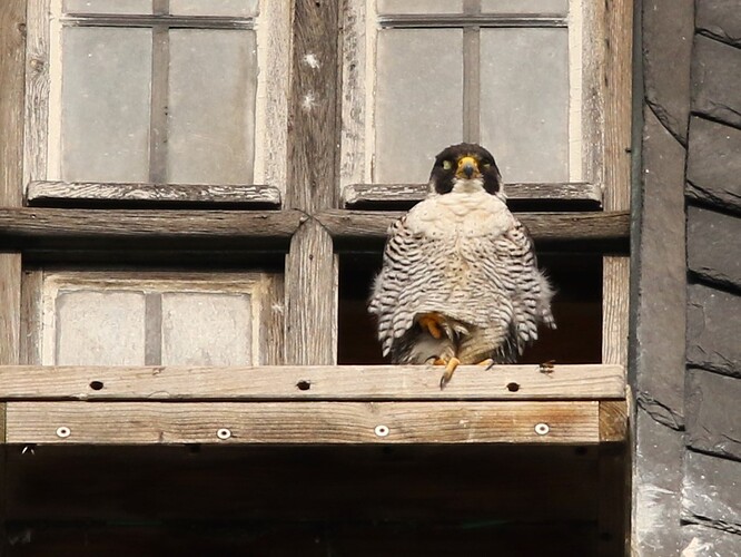 Falco döst