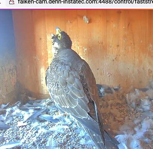 Screenshot_20250507-084457_Firefox~2