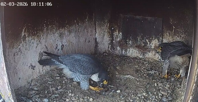 Screenshot_20260302_180426_Chrome